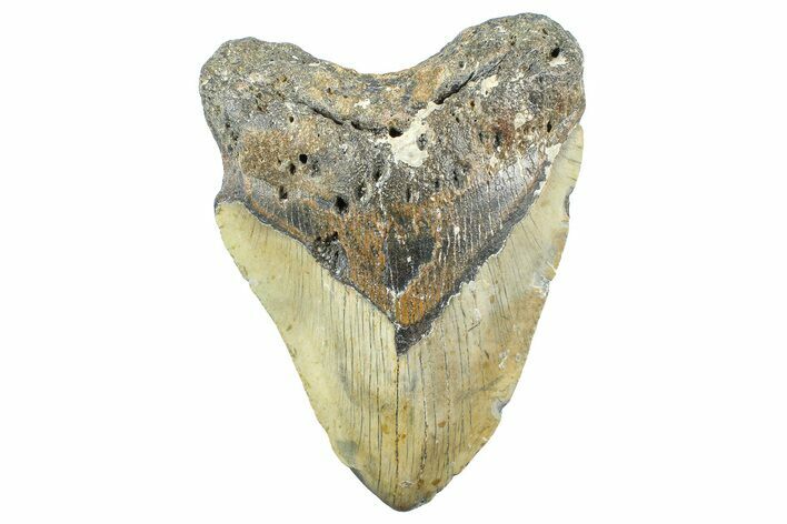 Fossil Megalodon Tooth - North Carolina #365008